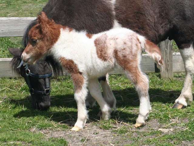Rascal