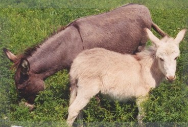 Petita & Angelique
