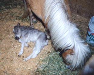 BelleFirstNap.jpg