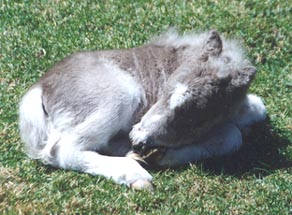BelleLawnNap.jpg