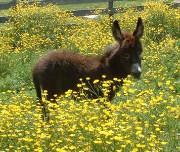 Angelina in the buttercups