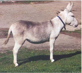 Angelique at 3 years old