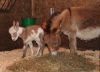 DDfoal02.jpg