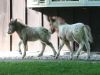 MistyDreamer5-25-08_01.jpg