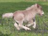 Jasper5-11-08_03b.jpg