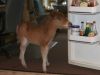 Buttercup4-11-08_02.jpg