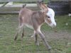 Bambi5-24-08_03.jpg
