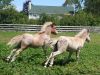 LaceySweetie08-07-2010_06.jpg