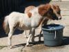 RascalSweetie06-20-2010.jpg