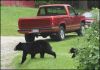 BearCub7-23-06_22.jpg
