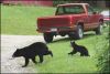 BearCub7-23-06_23.jpg