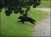 BearCub7-23-06_28.jpg