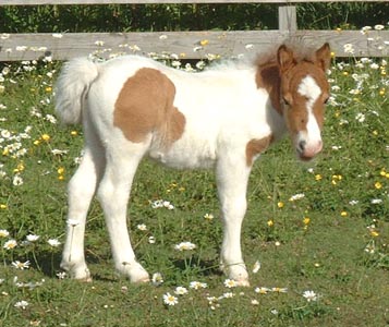 tuffy