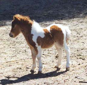 RichieFoal1