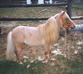 SixPack - Richie's Sire